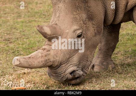 Northern White Rhinoceros (Ceratotherium simum cottoni) female feeding in the Endangered Species Enclosure, Ol Pejeta Conservancy, Kenya. One of the l Stock Photo