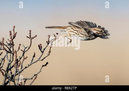 Song sparrow flight on an early April morning Stock Photo