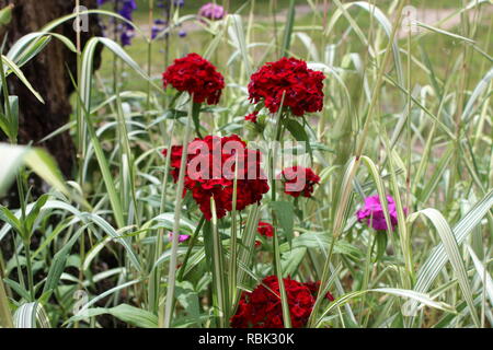 Crimson Red Sweet Williams Blooming In Ornamental Grass Stock Photo