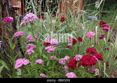 Multi-Color Sweet Williams Blooming With Ornamental Grass Stock Photo