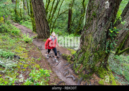 A woman hikes alongside large trees along the Dipsea Trail in Muir Woods National Monument. Stock Photo