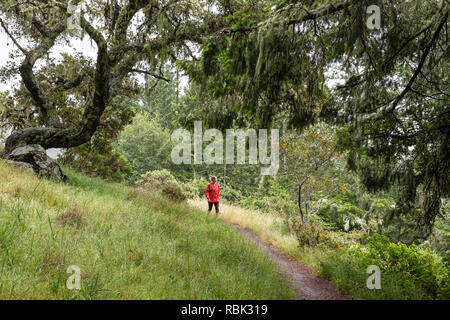 A woman hiker looks off to admire the view while hiking the Dipsea Trail in Muir Woods National Monument. Stock Photo