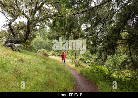 A woman hiker looks off to admire the view while hiking the Dipsea Trail in Muir Woods National Monument. Stock Photo