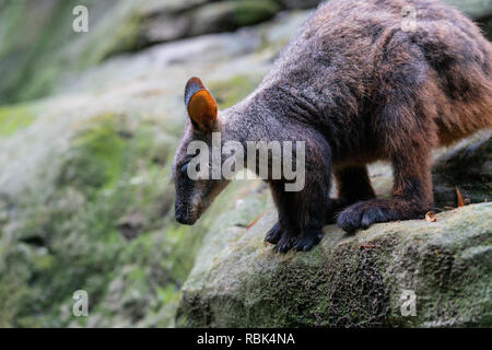 Brush tailed rock-wallaby or small-eared rock wallaby Petrogale penicillata ready to jump from a rock in NSW Australia Stock Photo