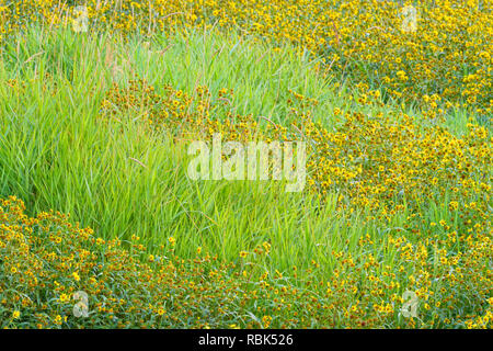 Nodding beggarticks (Bidens cernua) in a late-summer wetland, Elk Island National Park, Alberta, Canada Stock Photo