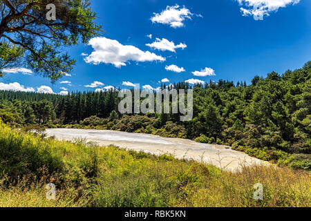 Coniferous forest view in Wai-o-Tapu thermal park in Rotorua, New Zealand Stock Photo