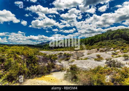 Volcanic activity and coniferous forest landscape in Wai-o-Tapu wonderland, New Zealand Stock Photo