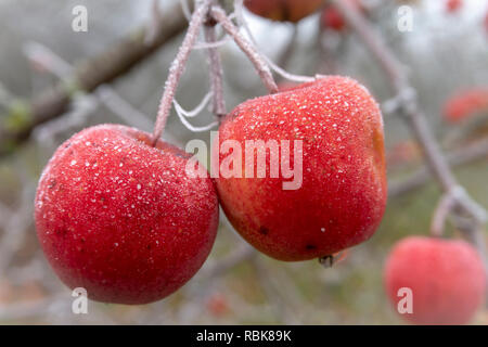 Red apples on a branch covered with hoarfrost. Winter scene. Frosty morning Stock Photo