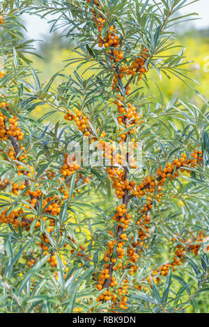 The sea-buckthorn bush at summer Stock Photo