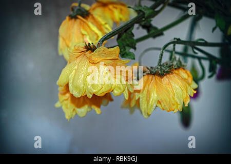 faded bouquet of flowers on the background of a frosty windowpane close-up Stock Photo