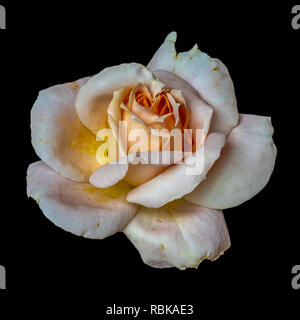 Colorful fine art still life floral macro flower image of a single isolated orange white pink rose blossom with rain water drops, black background Stock Photo