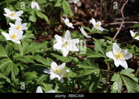 Beautiful white windflowers (Anemone nemorosa) photographed in Finland during early spring. These flowers are also known as smell fox and thimbleweed. Stock Photo