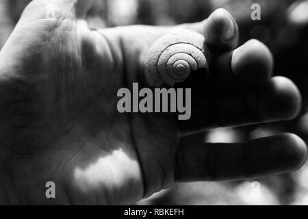 A hand holding a native snail shell in black and white, Hiking through Cape Hillsborough National Park, Queensland, Australia Stock Photo