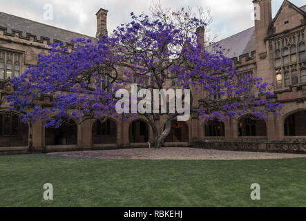 jacaranda tree in old courtyard Stock Photo