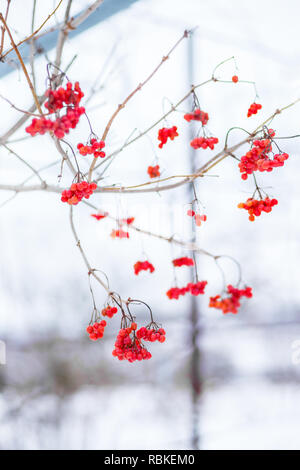 Winter viburnum, viburnum fruits on the tree, Ukrainian viburnum, healthy lifestyle, fructaria Stock Photo