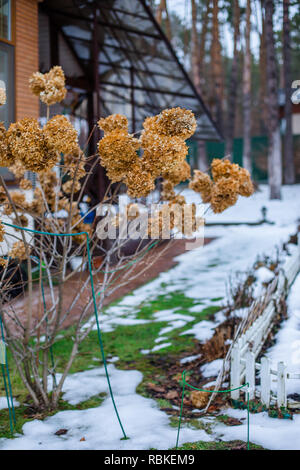 Dry branch hydrangea on a bush in the garden in winter. Snowdrifts of snow in the garden. Stock Photo