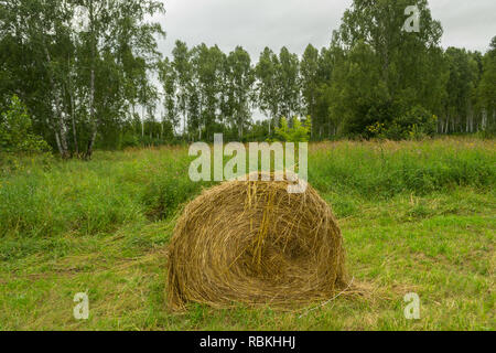 A large haystack of dry hay at the time of harvesting and rolled up on a roll lies on the green grass and nearby lie other haystacks with forest in th Stock Photo