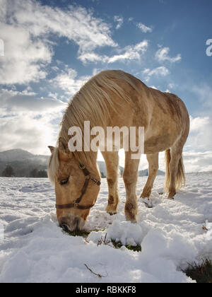 Beautiful horse isabella walk and dig with hoof in wet snow. Meadow with horses cover first snow. Stock Photo