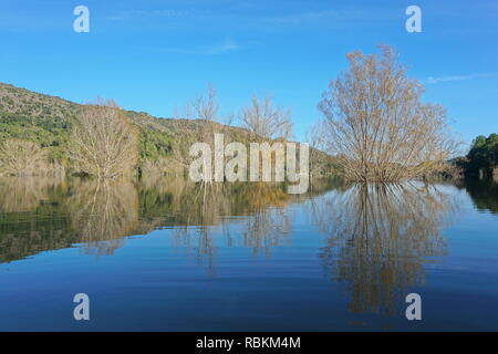 Trees standing in water in a calm lake with reflections on water surface, Spain, reservoir of Boadella, Girona, Alt Emporda, Catalonia Stock Photo