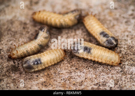 Larvae of the bark beetle .little woodworm .Larvae of the bark beetle on a gray background. Stock Photo