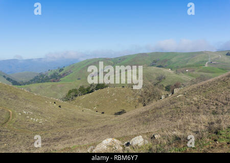 Cows grazing on the hills of Sierra Vista Open Space Preserve, south San Francisco bay, California Stock Photo