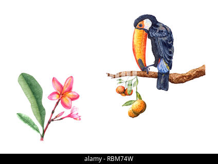 Hand drawn toucan sitting on mandarin tree branch, hanging mandarin fruits, plumeria flowers and buds. Watercolor illustration on white background for Stock Photo