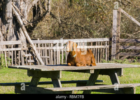 Goat sitting on a picnic table, Wilder Ranch State Park, California Stock Photo