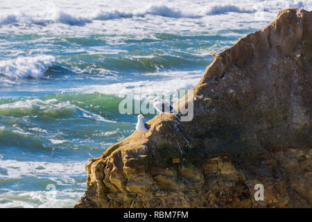 A pair of California gulls on a rock, Wilder Ranch State Park, California Stock Photo