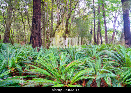 Braeburn Track from Lake Rotoroa through lush green New Zealand native beech forest in Nelson Lakes National Park Stock Photo