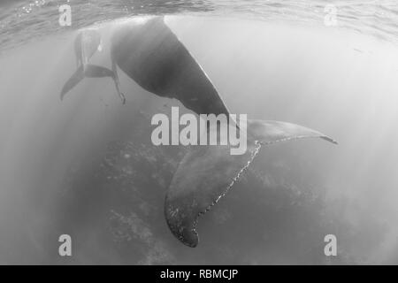 A magnificent, Humpback whale, Megaptera novaeangliae, swims in the clear, blue waters of the Caribbean Sea. Stock Photo