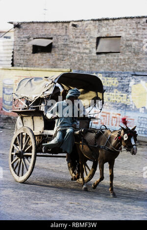 Man riding horse drawn on road, Bharatpur, Rajasthan, India, Asia Stock Photo