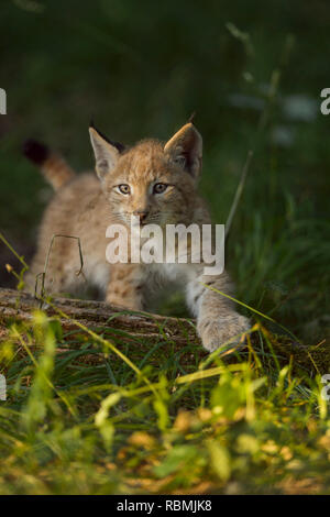 European Lynx, Lynx Lynx, Kitten, Germany Stock Photo