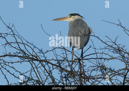 A pretty Grey Heron (Ardea cinerea) perching on top of a tree in winter. Stock Photo