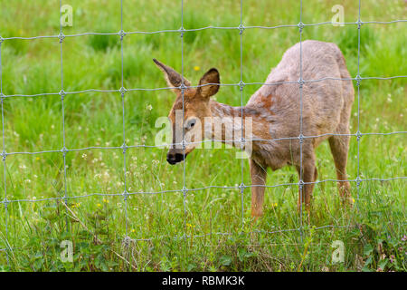 Roe Deer, Capreolus capreolus, on fence, Springtime, Germany, Europe Stock Photo