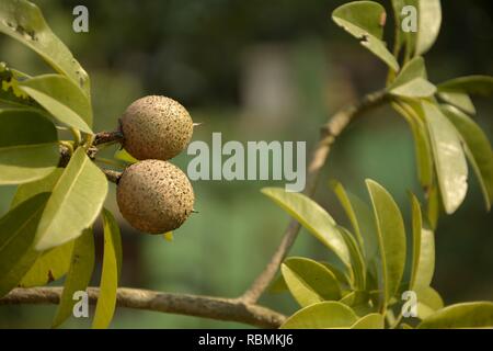 Some beautiful  small Manilkara zapota, commonly known as sapodilla or chikoo with green leaves growing in the plant in garden with blur background Stock Photo