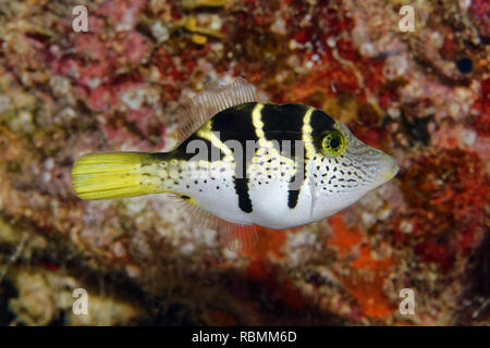 Blacksaddle filefish / Mimic filefish - Paraluteres prionurus