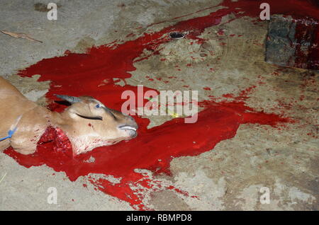 Goat being sacrificed to mark Eid Ul-Adha, Qurban Stock Photo