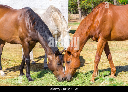 Three horses eating hay (sraw, grass) in meadow near stables Stock Photo