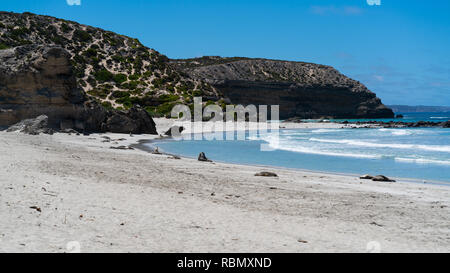 Seal bay scenery on Kangaroo Island South Australia with resting Australian sea lions Stock Photo