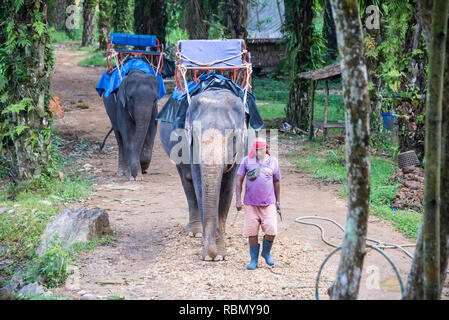 Elephant farm in the national reserve Khao Sok Thailand. 23 December 2018 Stock Photo