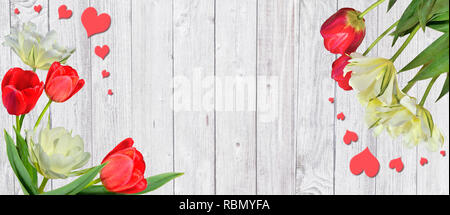 Beautiful spring frame with bouquet of red and yellow-white tulips close up, on a white wooden background and hearts with space for text. Festive gree Stock Photo