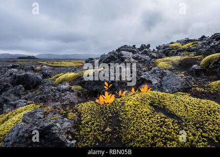 bright arctic willow in the vastness of volcanic Icelandic landscape Stock Photo