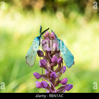 two green foresters insects sitting on a violet lupine blossom Stock Photo