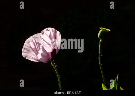 pink-colored poppy blossom with bud on black background Stock Photo