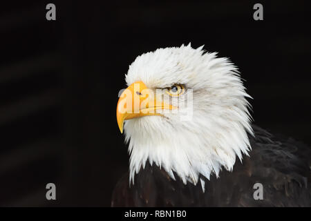 head of bald eagle with imperious glance isolated on black background Stock Photo