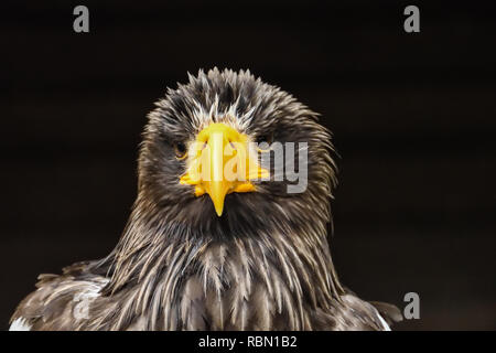 head of seriously looking golden eagle Stock Photo