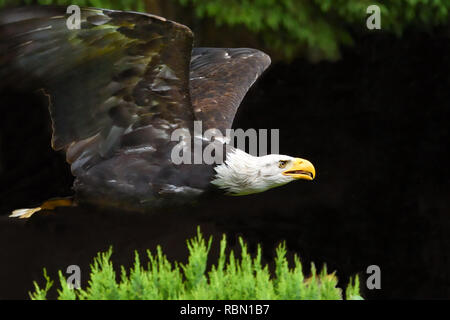 threatful looking flying bald eagle on black background Stock Photo