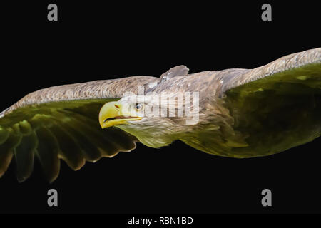 threatful looking flying bald eagle on black background Stock Photo