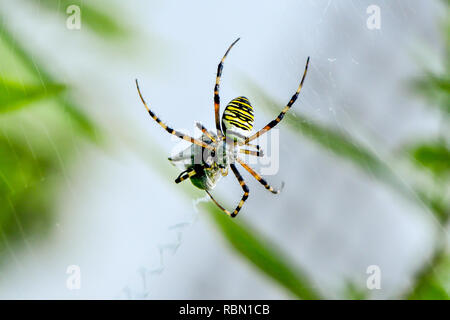 big wasp spider in its web waiting for food Stock Photo