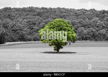 lonely tree with green foliage in front of monochrome forest Stock Photo